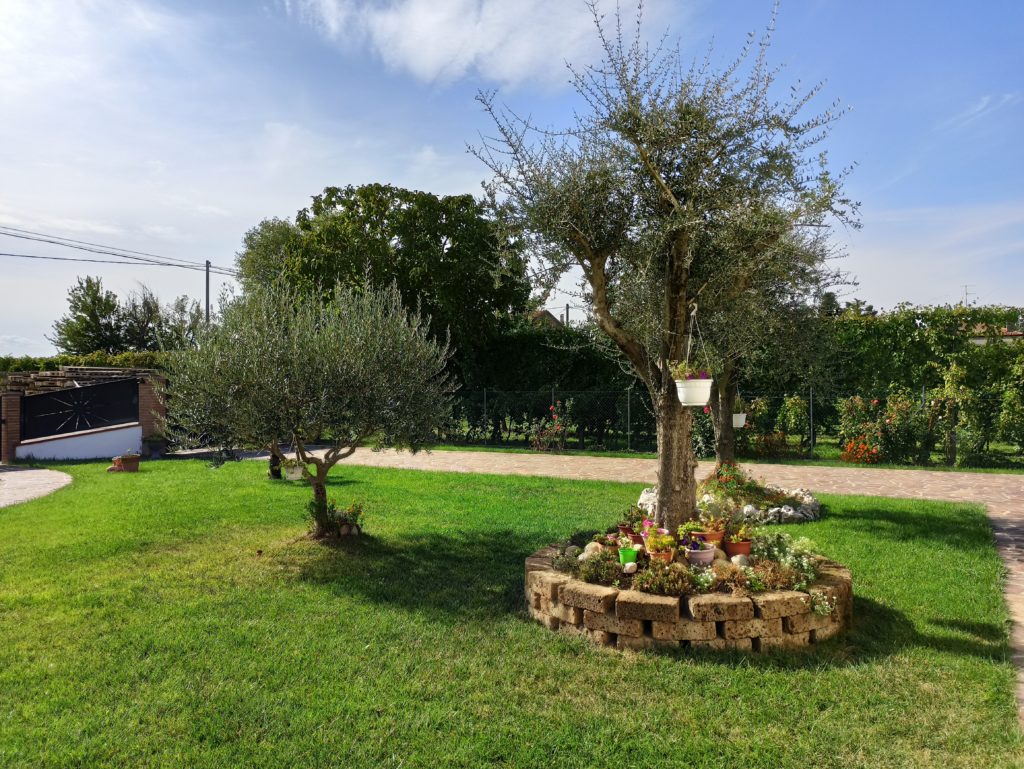 Xiaomi Redmi Note 8 Pro foto giardino con ulivo co AI attiva